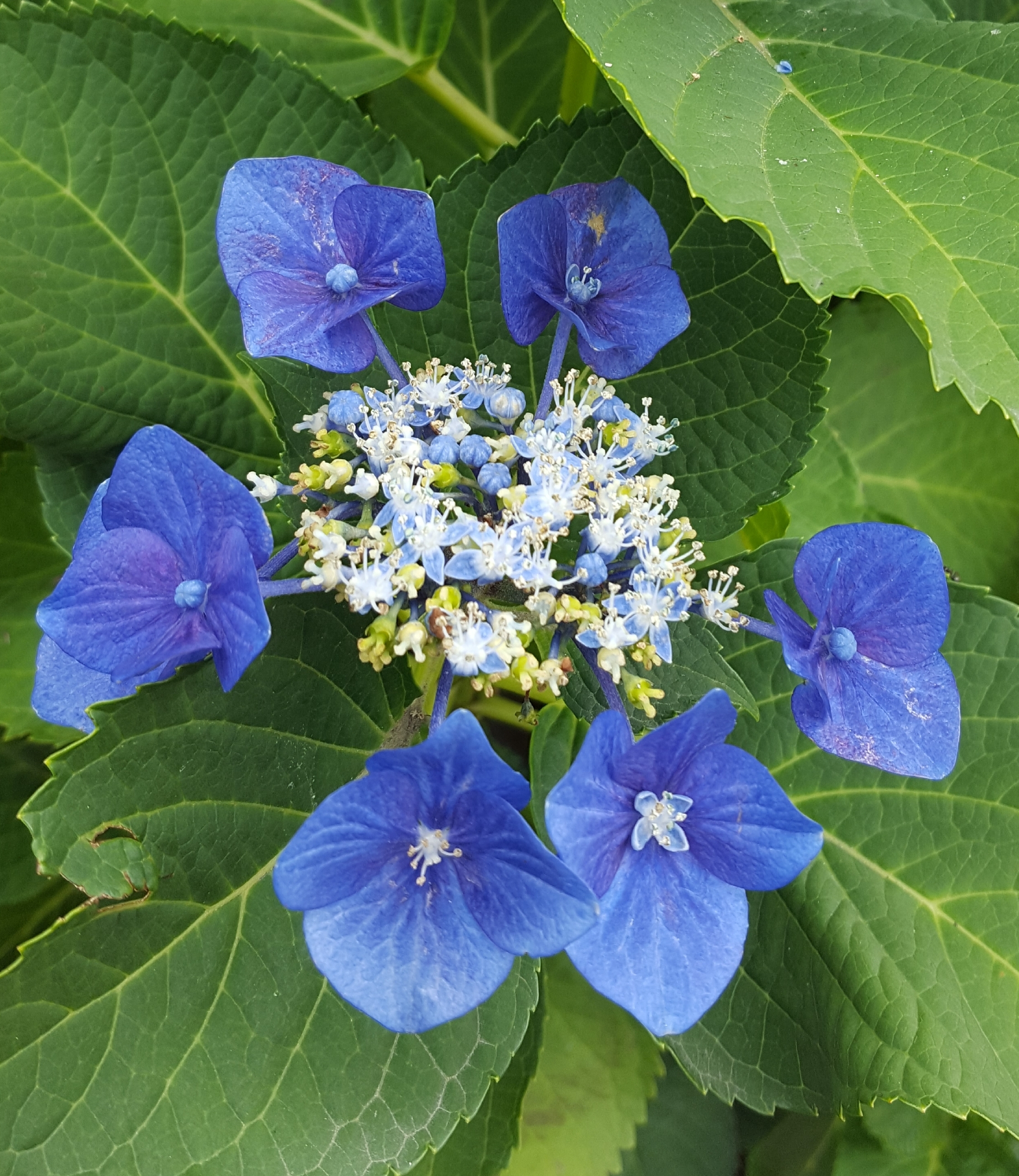 がく紫陽花