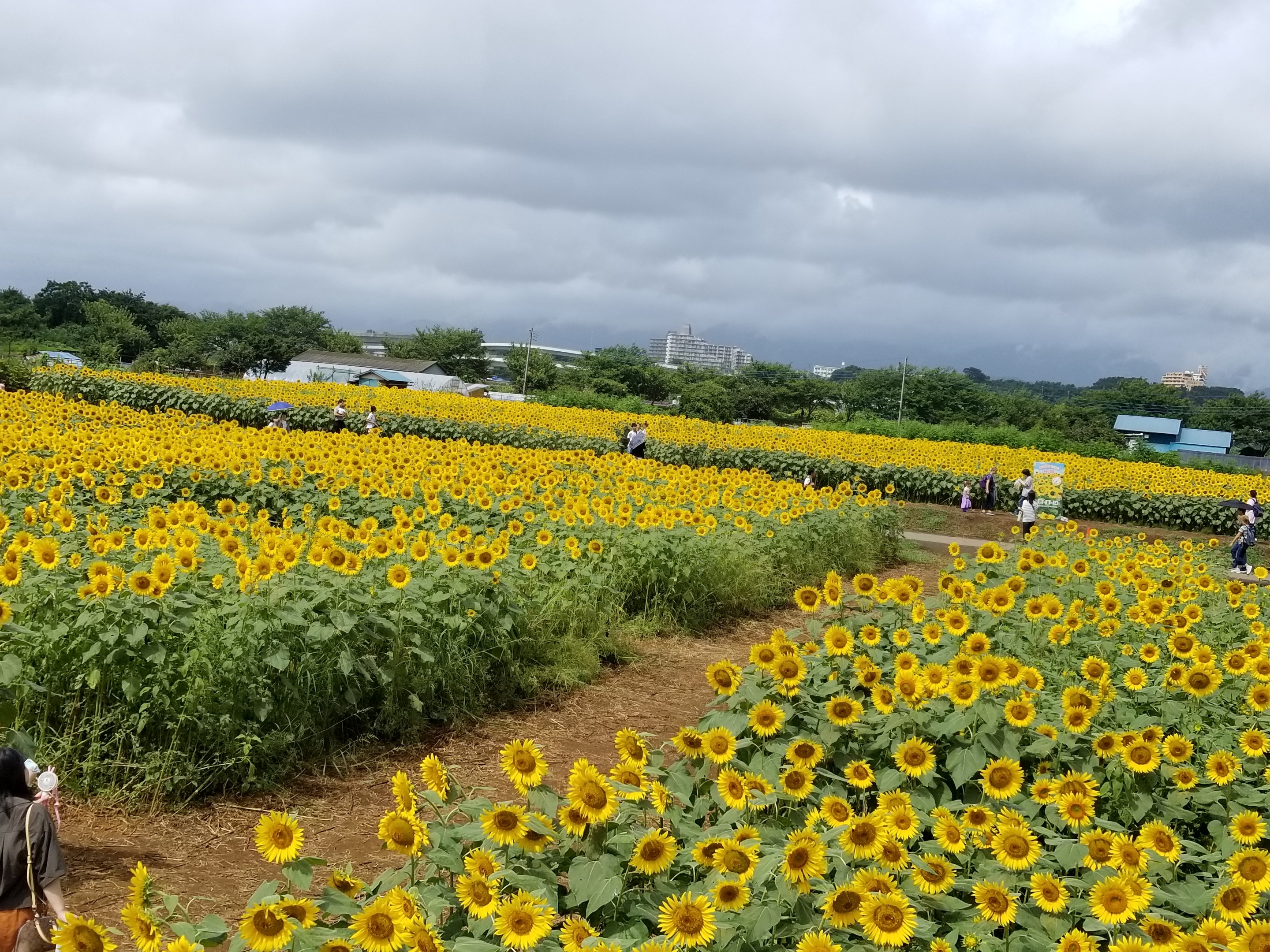 ひまわり