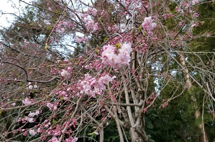 桜の