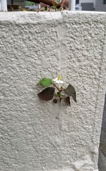 壁から花