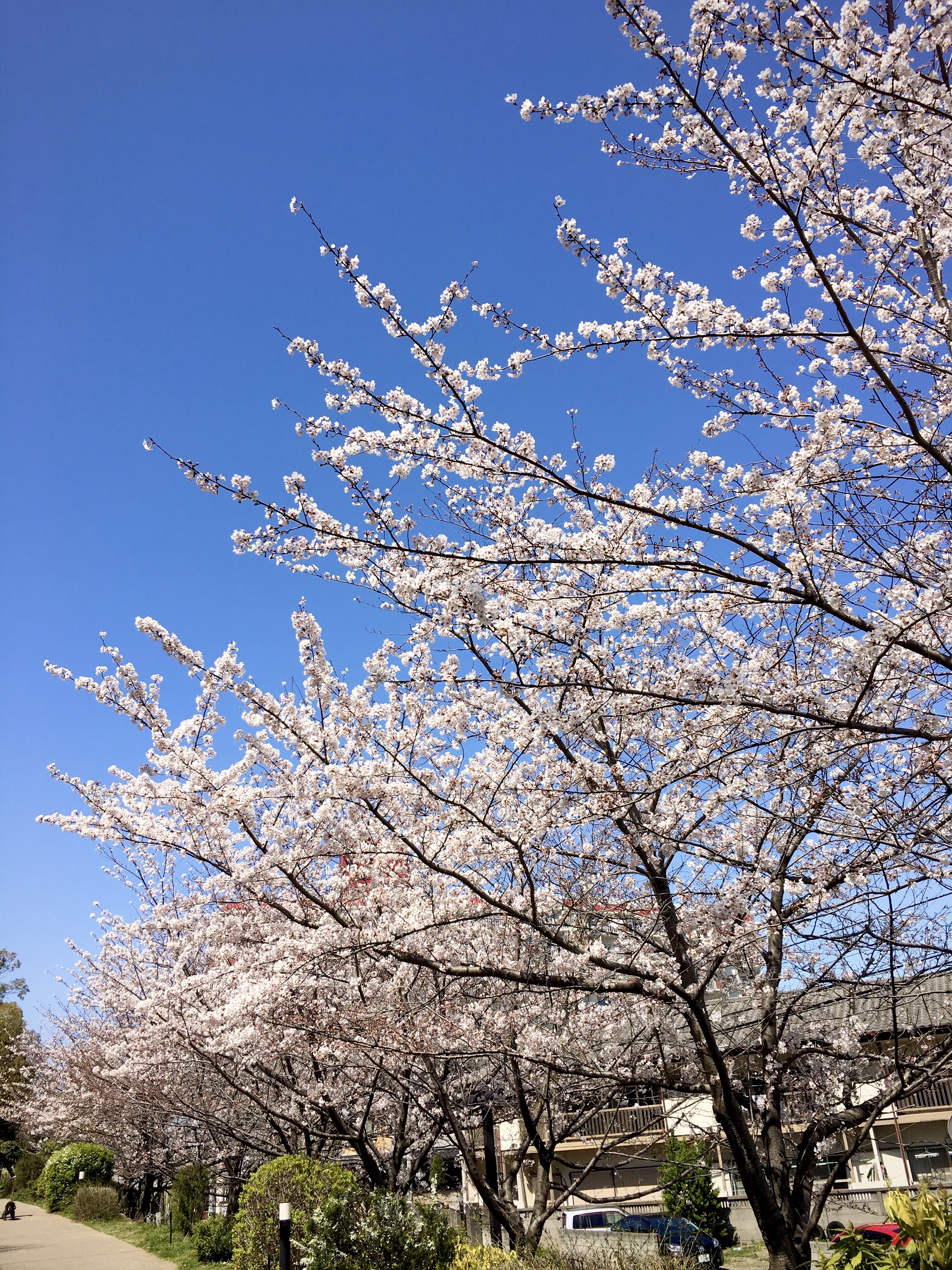 近所の桜