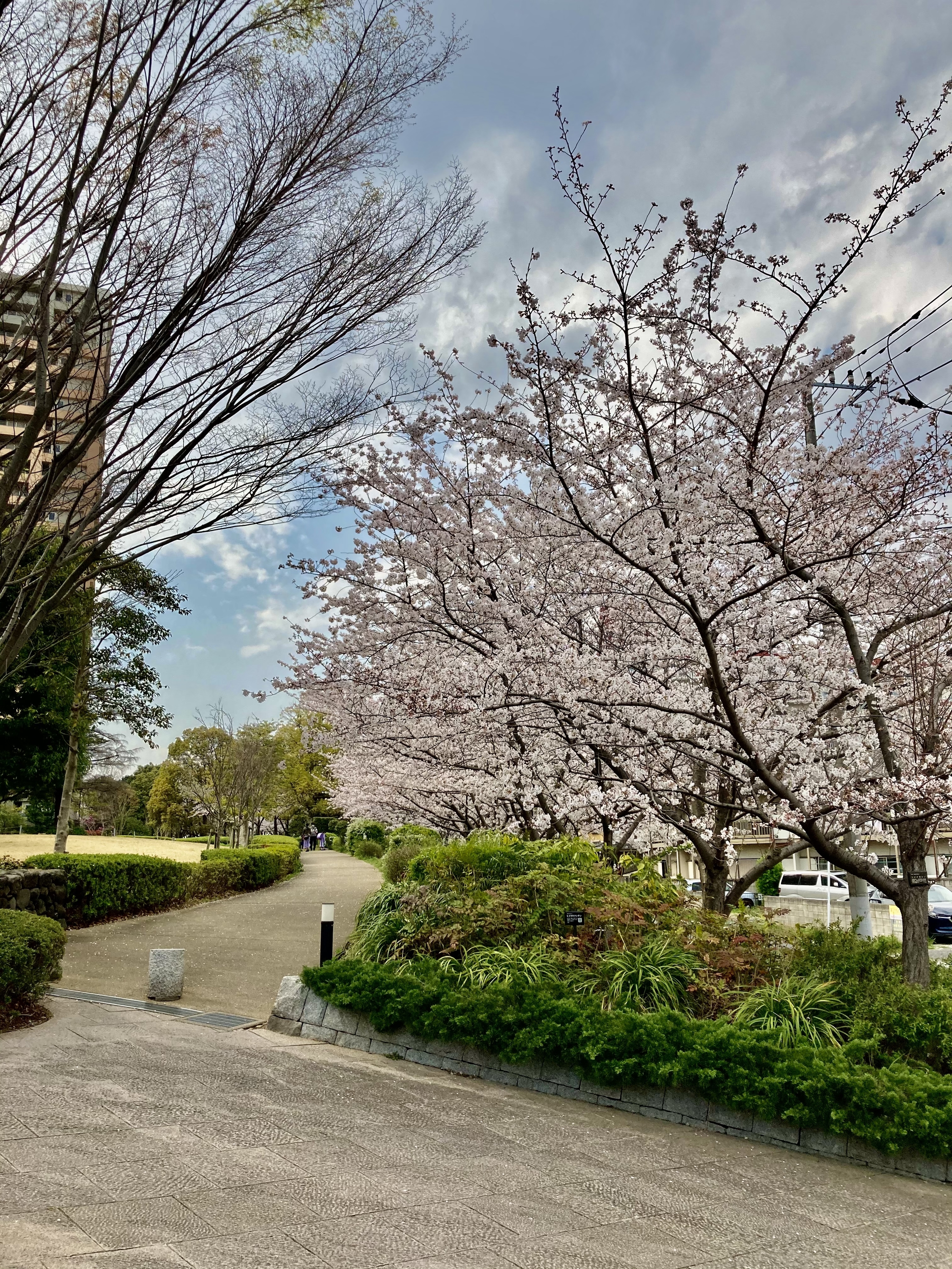 桜