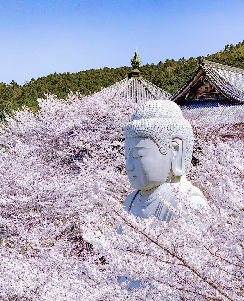 桜大仏